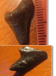 Окатанный, но очень редкий зуб Paraotodus cf. benedeni