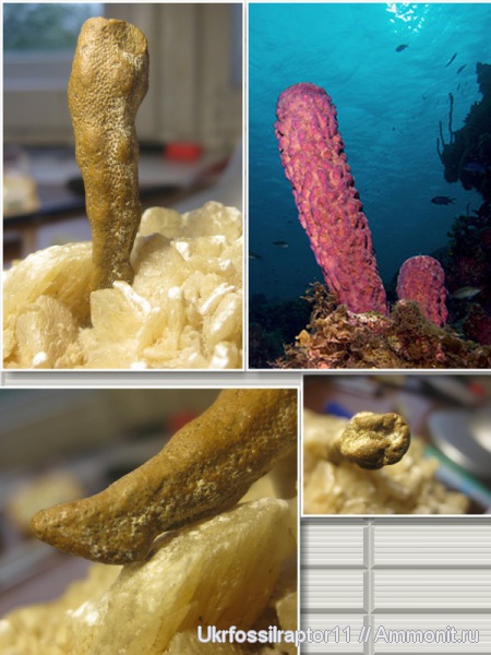 мел, губки, ?, Porifera, Киев, сантон, Spongia, Santonian, Cretaceous
