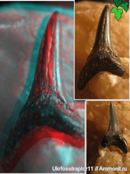 эоцен, акулы, зубы акул, ?, 3D-изображения, Киев, Odontaspididae, стереофотографии, shark teeth, sharks