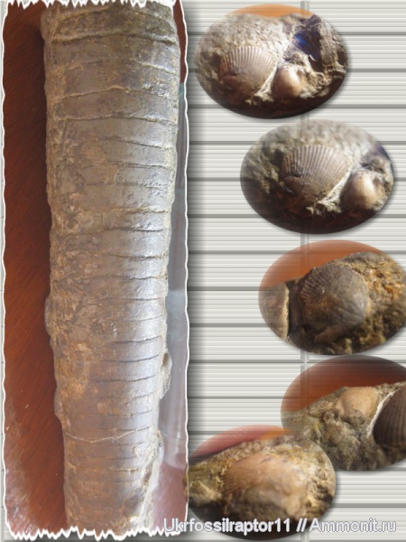 брахиоподы, ортоцерасы, Orthoceras, Rhynchonellida