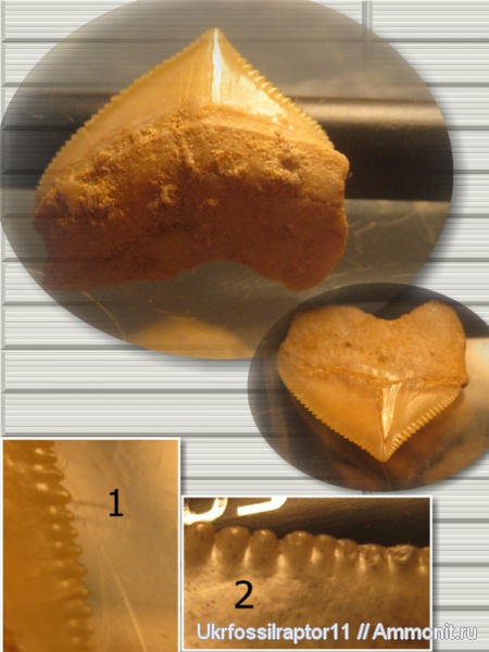 мел, Марокко, Squalicorax, Cretaceous