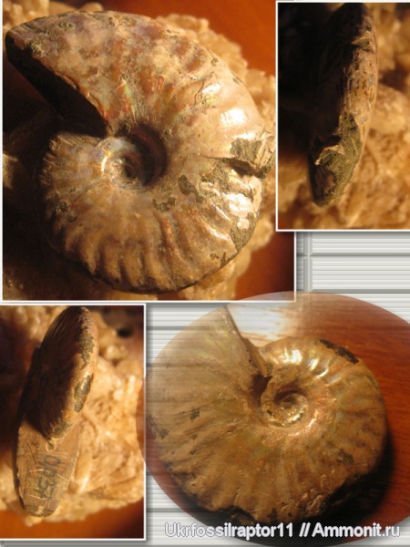 мел, Мадагаскар, альб, Cleoniceras, Cleoniceras besairiei, Albian, Cretaceous