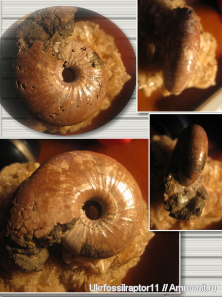 Головоногие