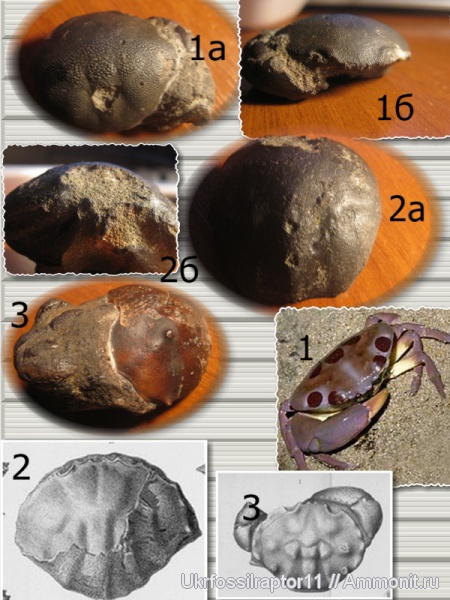 эоцен, Decapoda, Xanthopsis, крабы, Киев, Carpiliidae, Eocarpilius, Xanthopsis nodosa, Xanthopsis leachii