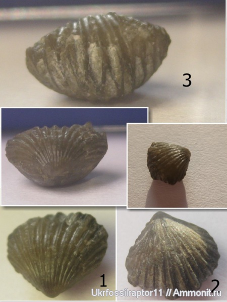 брахиоподы, силур, Silurian, ?, Camarotoechia, Rhynchonellida, Смотрич