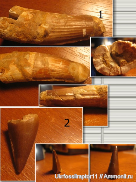 мел, Марокко, сеноман, Spinosaurus aegyptiacus, Spinosaurus, Cenomanian, Cretaceous