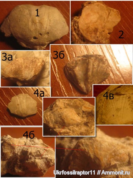 брахиоподы, карбон, Choristites, Brachythyrina, Productida, Киев