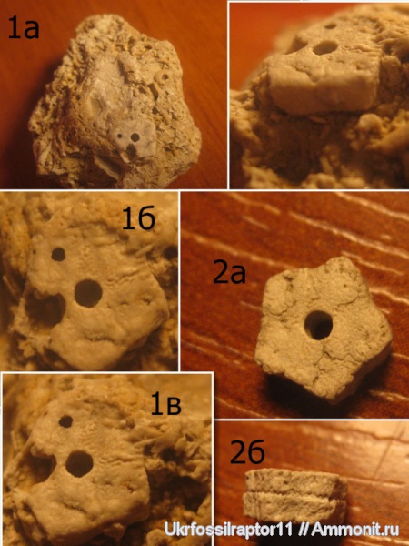 криноидеи, Pentacrinus, Киев