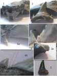 Дополнительные зубцы на Jaekelotodus trigonalis