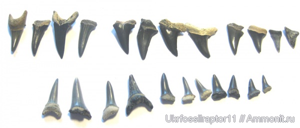 зубы, акулы, зубы акул, Elasmobranchii, Jaekelotodus, Киев, Selachimorpha, Lamniformes, Odontaspididae, Jaekelotodus trigonalis, озубление, teeth, shark teeth, sharks