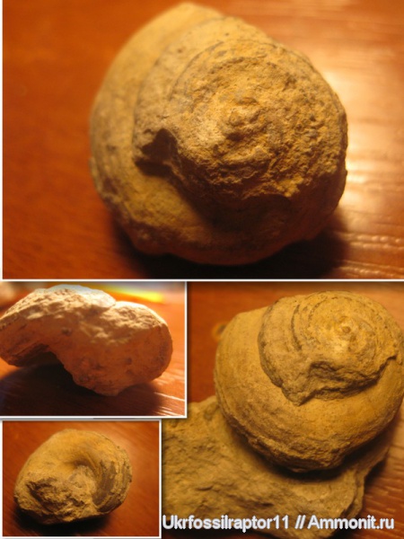 гастроподы, силур, Silurian, Смотрич