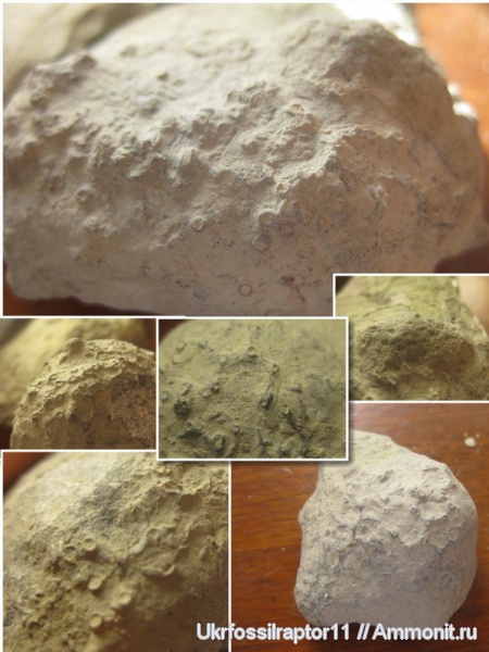 силур, кораллы, Silurian, Aulopora, табуляты, Смотрич, Heliolites, Auloporida