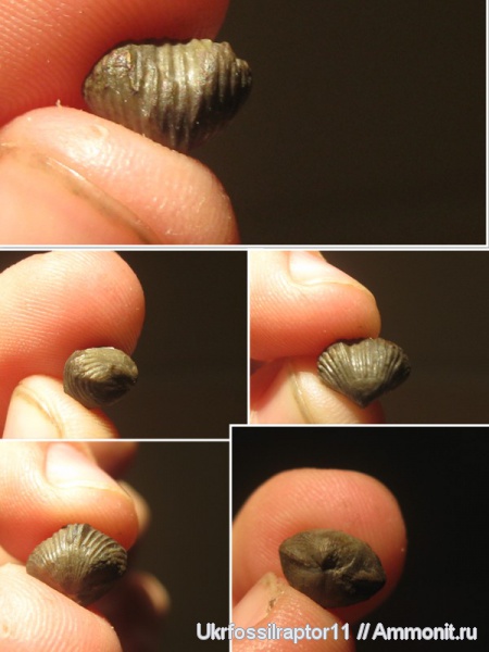 брахиоподы, силур, Silurian, ?, Ferganella, Rhynchonellida, Смотрич