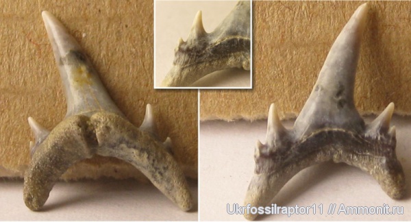 зубы, эоцен, акулы, зубы акул, Elasmobranchii, Odontaspis, Киев, Lamniformes, Odontaspididae, teeth, shark teeth, sharks