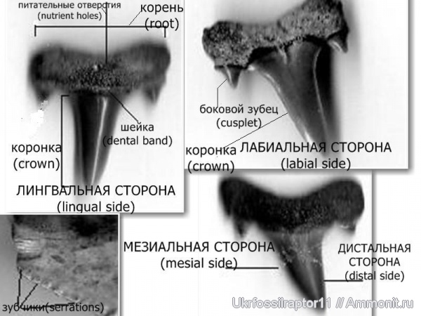 акулы, зубы акул, Elasmobranchii, схемы, shark teeth, sharks