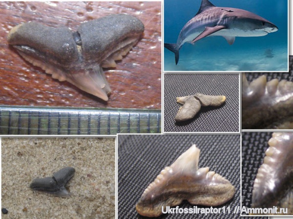 зубы, эоцен, акулы, зубы акул, Elasmobranchii, Киев, Galeocerdo, Carcharhiniformes, Galeocerdo latidens, teeth, shark teeth, sharks