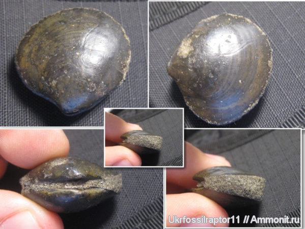 двустворки, Киев