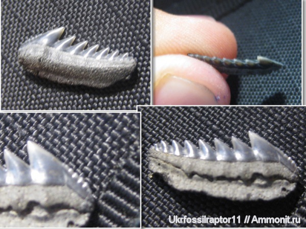 зубы, эоцен, акулы, зубы акул, Elasmobranchii, Киев, Hexanchus, Hexanchiformes, teeth, shark teeth, sharks