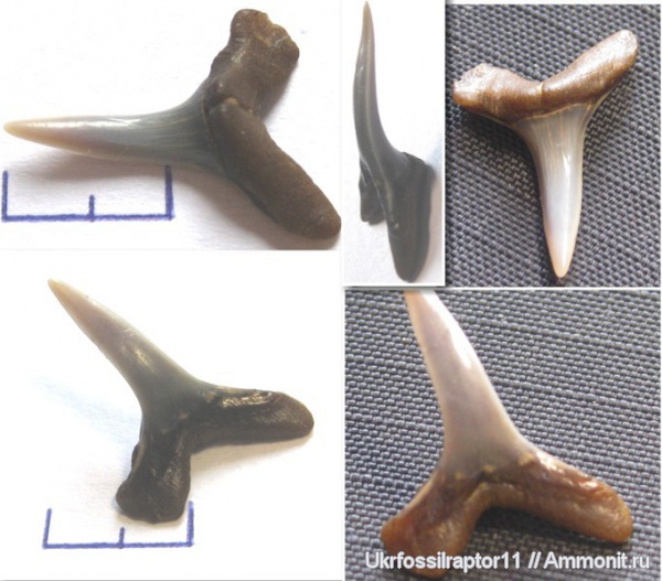 зубы, эоцен, акулы, зубы акул, Elasmobranchii, Киев, Lamniformes, Anomotodon, Mitsukurinidae, Anomotodon sheppeyensis, teeth, shark teeth, sharks