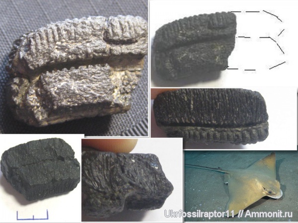зубы, скаты, Elasmobranchii, Киев, Myliobatis, Myliobatiformes, Myliobatidae, Batomorpha, teeth