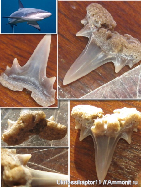 зубы, акулы, зубы акул, Elasmobranchii, Abdounia, Carcharhiniformes, Carcharhinidae, teeth, shark teeth, sharks