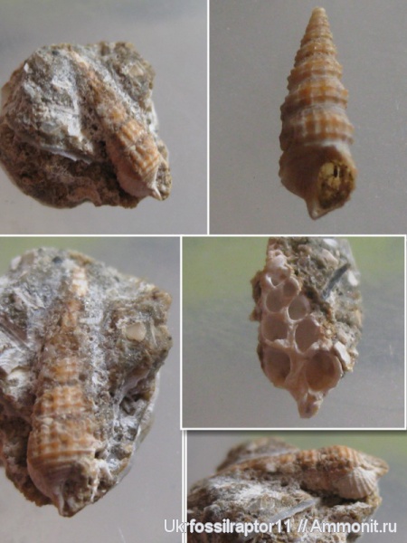 гастроподы, моллюски, Cerithium, Казантип, Cerithidae