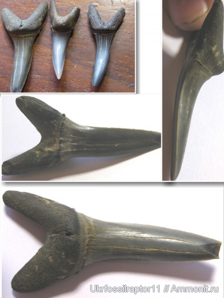 зубы, эоцен, акулы, зубы акул, Elasmobranchii, Striatolamia, Киев, Striatolamia macrota, teeth, shark teeth, sharks