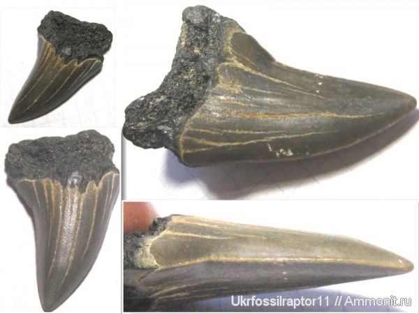 зубы, эоцен, акулы, зубы акул, Carcharocles, Elasmobranchii, Otodus, Киев, Lamniformes, Otodontidae, Carcharocles sokolowi, teeth, shark teeth, sharks