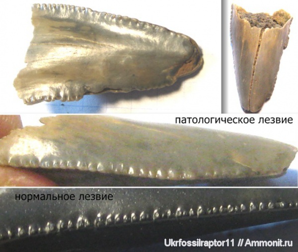 зубы, эоцен, акулы, зубы акул, Carcharocles, Otodus, Киев, Carcharocles sokolowi, патологии, teeth, shark teeth, sharks