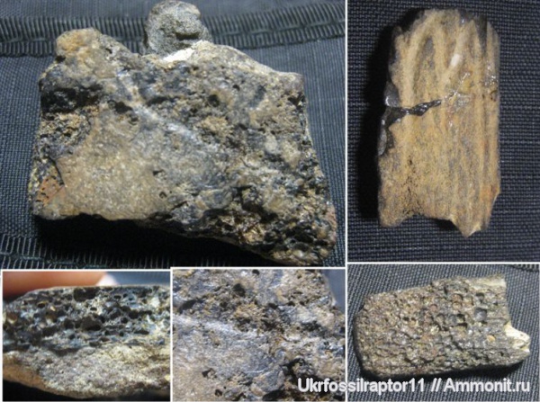 черепахи, эоцен, Киев