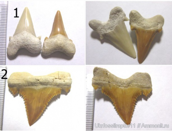 зубы, эоцен, Марокко, акулы, зубы акул, Palaeocarcharodon, Otodontidae, Parotodus, Palaeocarcharodon orientalis, Parotodus pavlovi, teeth, shark teeth, sharks