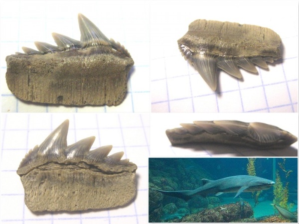 зубы, акулы, зубы акул, Elasmobranchii, Notorhynchus, Киев, Hexanchiformes, teeth, shark teeth, sharks