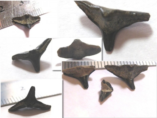 эоцен, акулы, зубы акул, Squatina, Elasmobranchii, Киев, Squatina prima, shark teeth, sharks