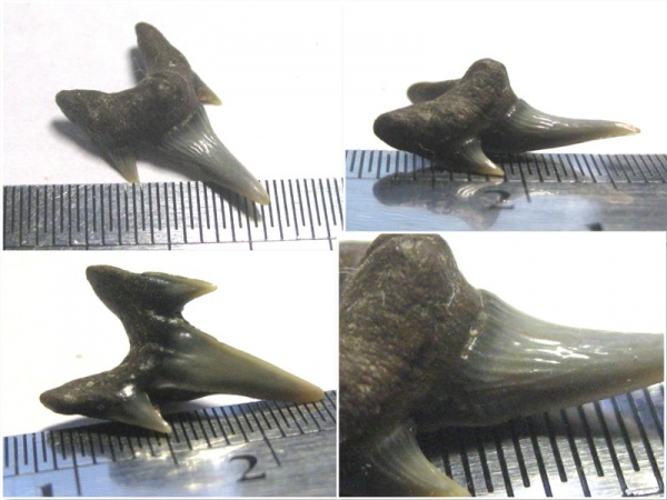 зубы, акулы, зубы акул, Protolamna, Канев, teeth, shark teeth, sharks