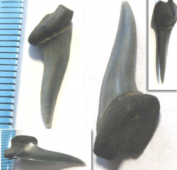 зубы, акулы, зубы акул, Elasmobranchii, Xiphodolamia, Xiphodolamia ensis, teeth, shark teeth, sharks