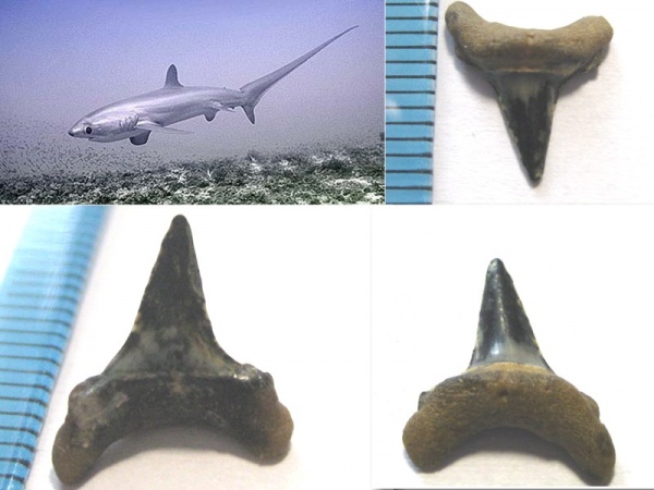 зубы, акулы, зубы акул, Elasmobranchii, Киев, Alopias, Alopiidae, teeth, shark teeth, sharks