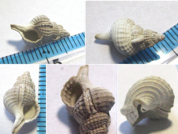 гастроподы, эоцен, Костянецкий карьер, Бучак, Ranellidae, Sassia, Sassia multigranifera