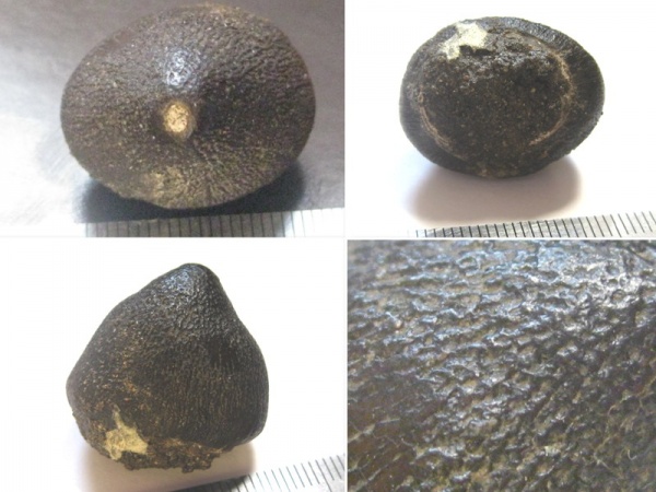 мел, зубы, мозазавры, Марокко, Globidens, Cretaceous, Bakrit oil shale, globidens phosphaticus, teeth