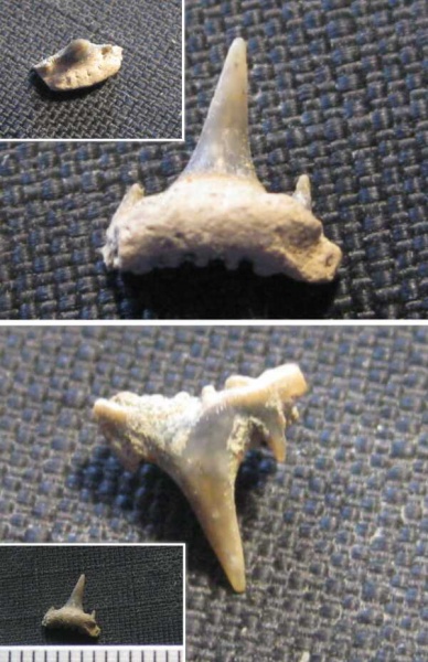 зубы, акулы, альб, зубы акул, Elasmobranchii, Synechodus, Канев, Synechodontiformes, Albian, teeth, shark teeth, sharks