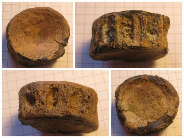 палеоген, эоцен, акулы, позвонки, Киев, Lamniformes, sharks