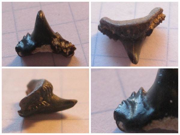 зубы, акулы, альб, зубы акул, Elasmobranchii, Synechodus, Канев, Synechodontiformes, Albian, teeth, shark teeth, sharks