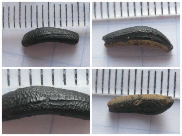 акулы, Elasmobranchii, Канев, Heterodontiformes, Heterodontus, sharks