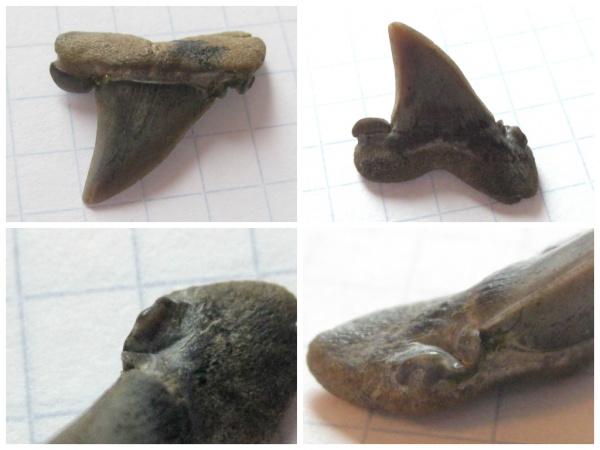 зубы, эоцен, акулы, зубы акул, Elasmobranchii, Striatolamia, Киев, Striatolamia macrota, патологии, teeth, shark teeth, sharks