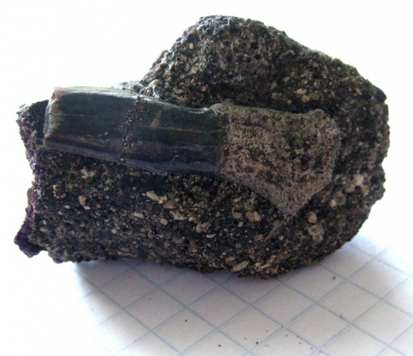 Марокко, маастрихт, Elasmobranchii, Sclerorhynchidae, Ganopristis, Maastrichtian, Bakrit oil shale