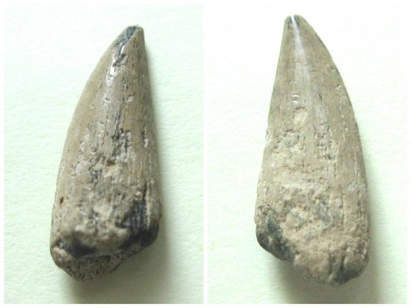 рыбы, альб, Канев, Protosphyraena, Albian, fish