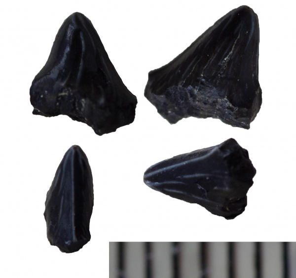 Акулы, Hybodontiformes и Synechodontiformes