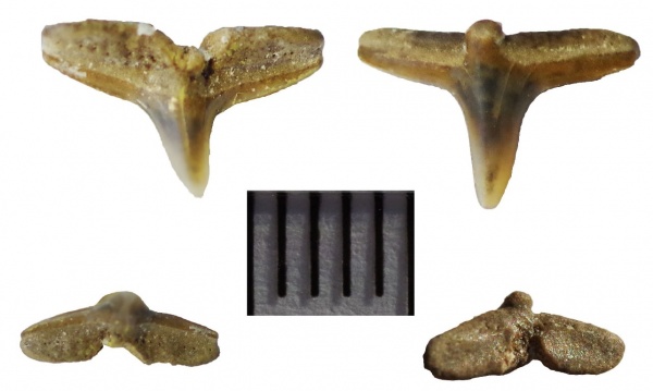 мел, зубы, акулы, альб, Squatina, Elasmobranchii, Канев, Squatina cranei, Albian, Cretaceous, teeth, sharks