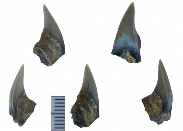 мел, зубы, акулы, альб, Elasmobranchii, Канев, Paraisurus, Albian, Cretaceous, teeth, sharks