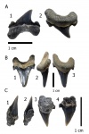 Cretoxyrhina vraconensis, различные положения в челюсти