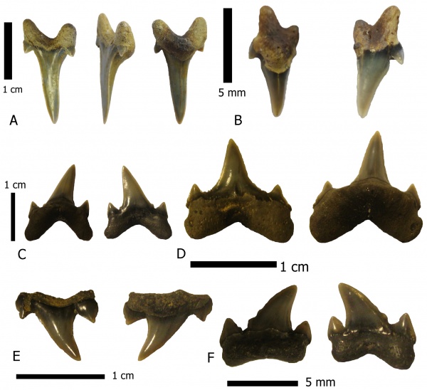 зубы, акулы, альб, Elasmobranchii, Archaeolamna, Канев, симфизные зубы, Albian, teeth, sharks